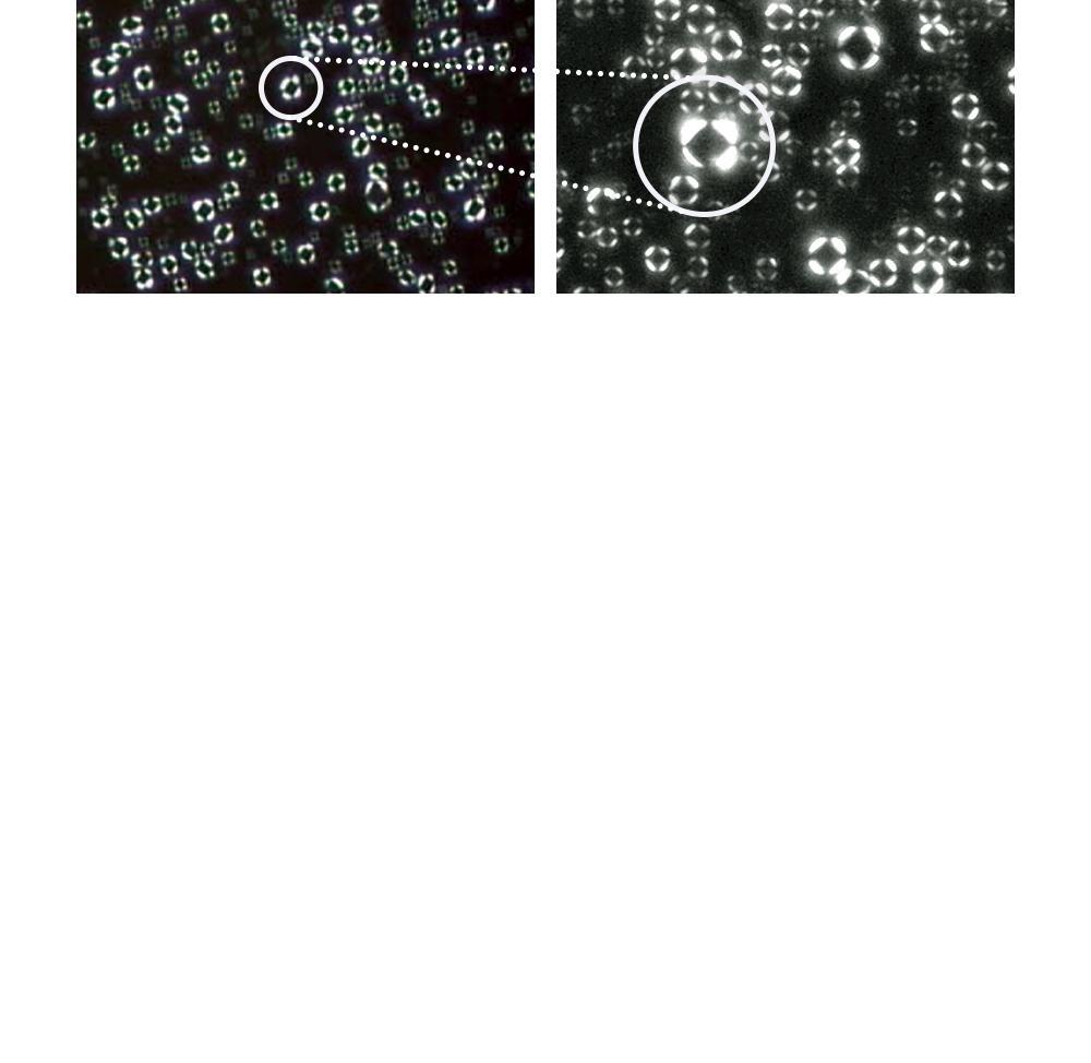 POINT 01. 皮膚屏障專業品牌自主研發的MLE®技術